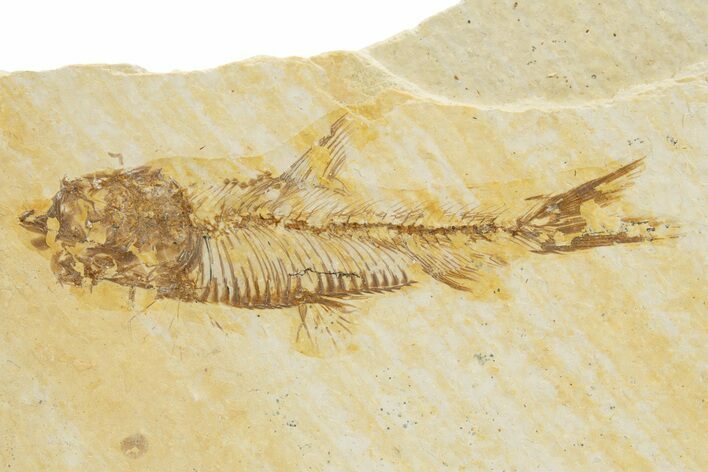 Detailed Fossil Fish (Knightia) - Wyoming #318573